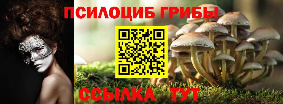 Галлюциногенные грибы Psilocybine cubensis Камышлов